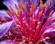 A flower s close encounter