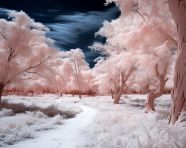 Wide-angle infrared forest shot