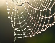 Dewdrop on spiderweb