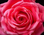 Vibrant red rose petals in macro view