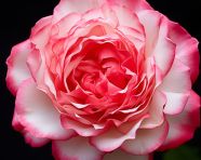 Delicate red rose petals in detail