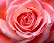 A macro shot of a rose flower