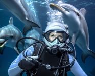 Diver and dolphins play in the ocean