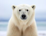 Polar bear portrait in the snow