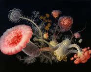 A micrographia of a planet