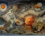 Tiny creatures revealed